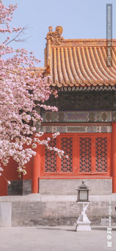 古建前绽放的烂漫樱花