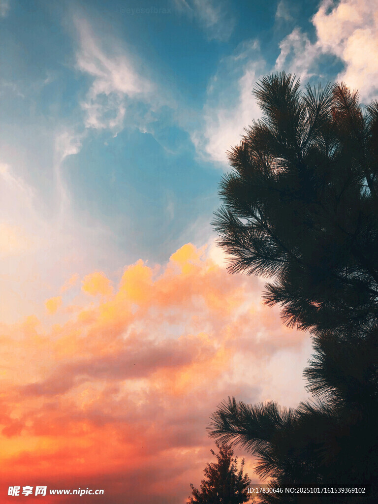 夕阳下的树木与绚丽云彩