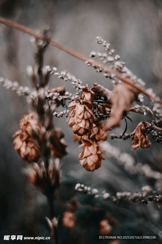 霜覆枯萎植物的萧瑟景象