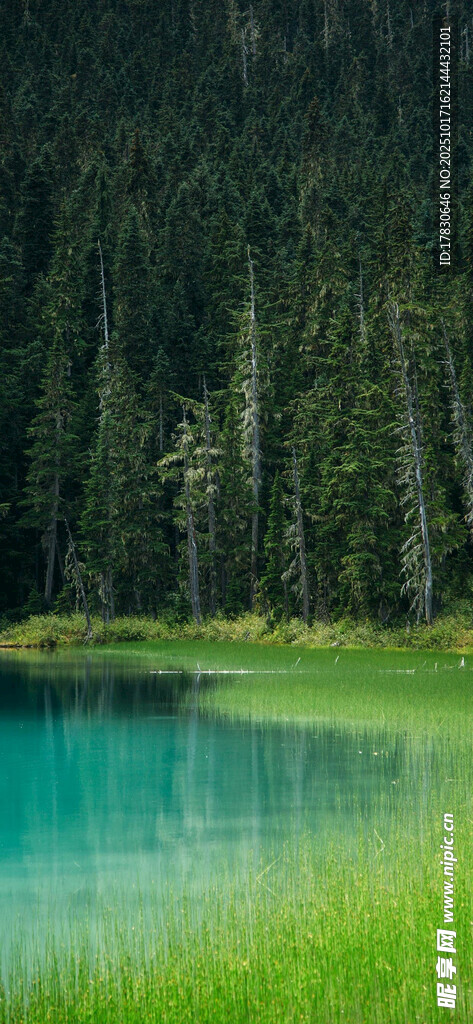 湖畔森林美景