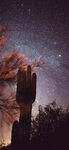 星空下的树木与神秘石柱