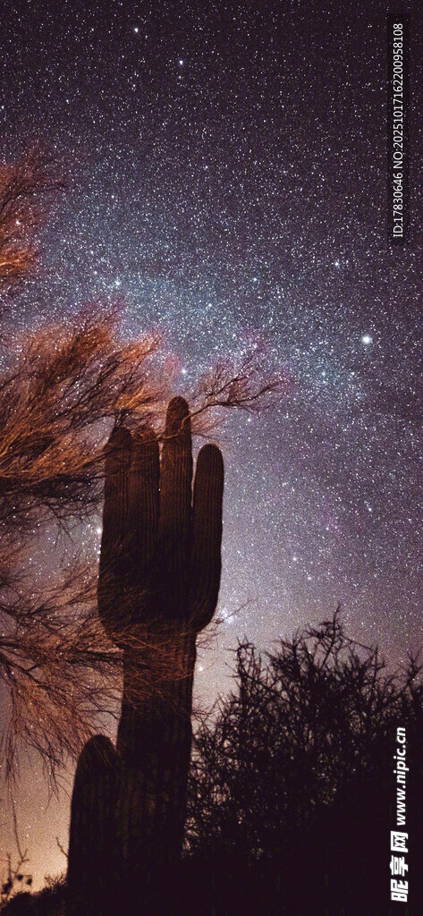 星空下的树木与神秘石柱