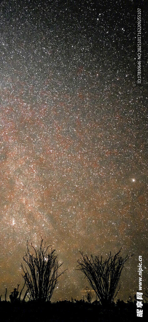 夜空下的璀璨星河与树木