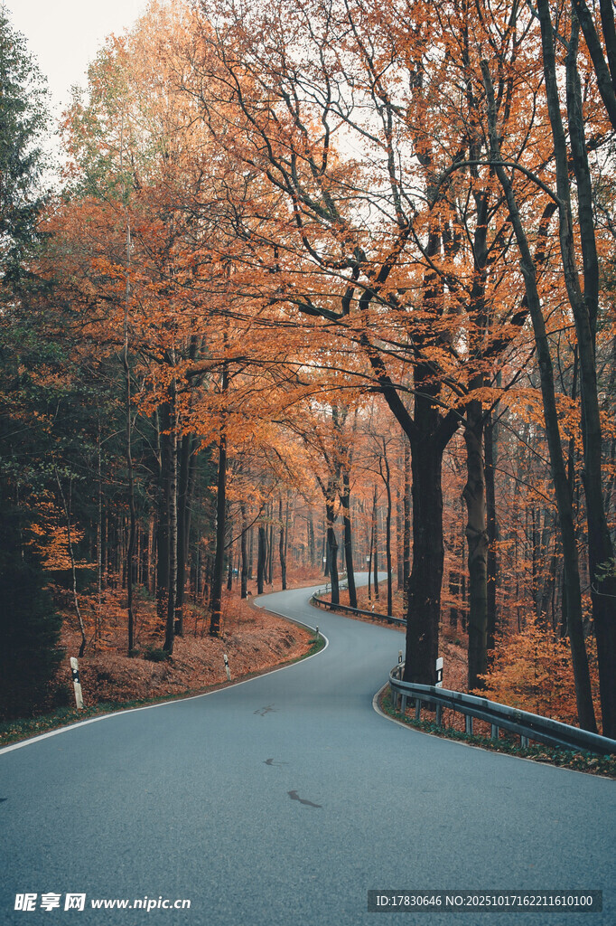秋日林间蜿蜒公路美景