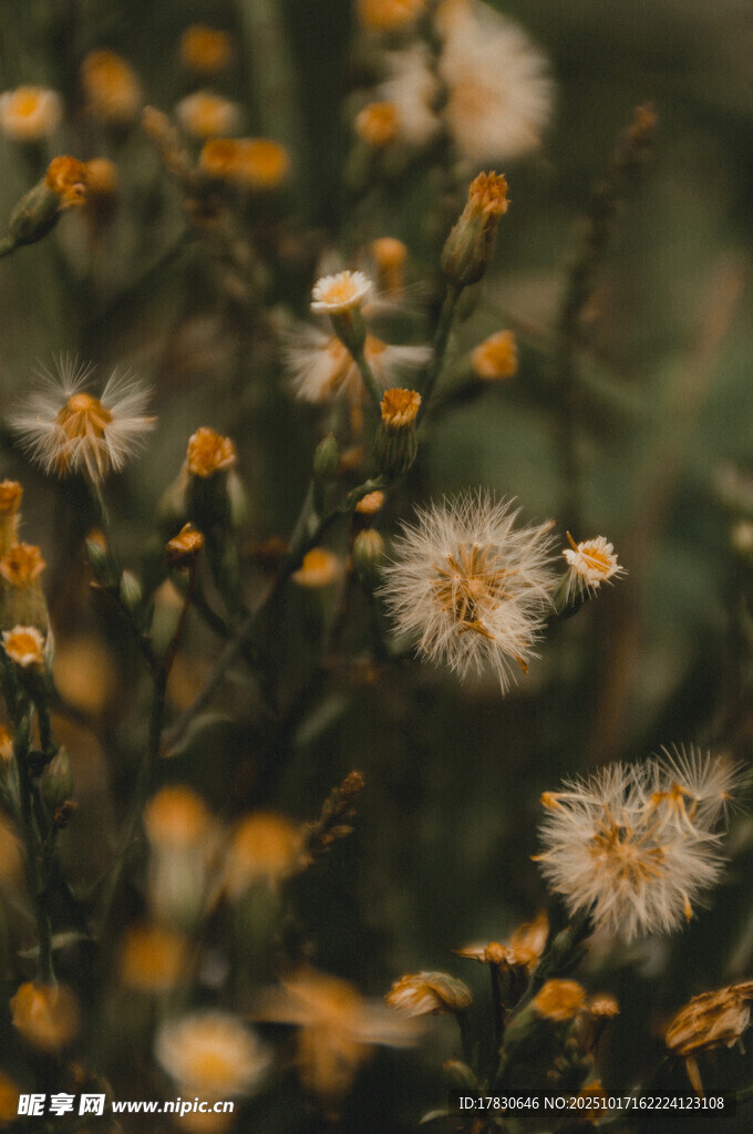蒲公英花特写自然之美