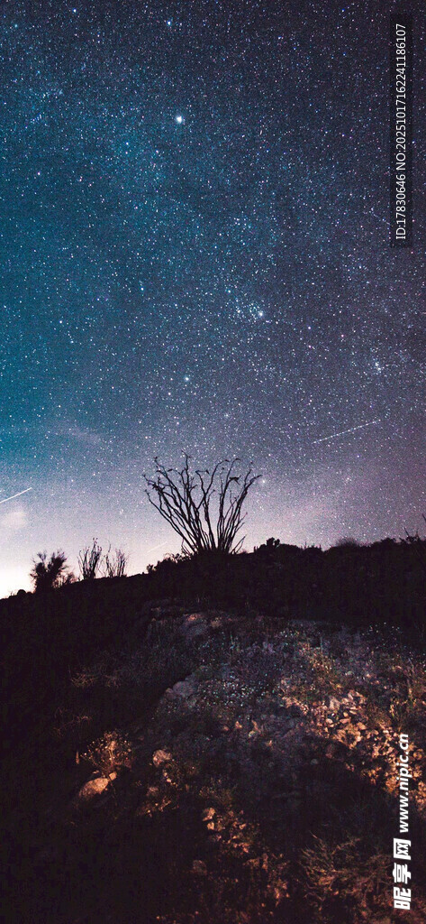夜空下的孤树与璀璨星河