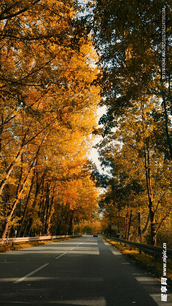 秋日林间公路美景