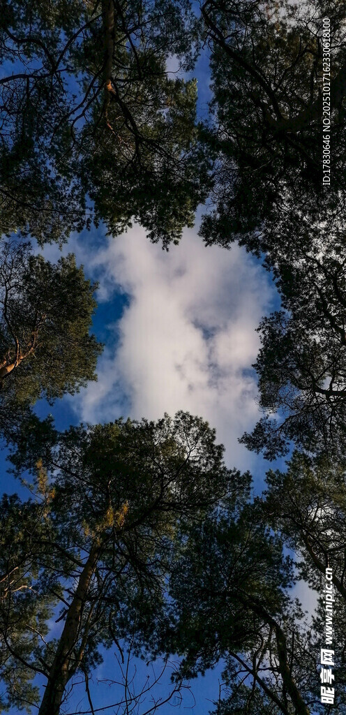 仰视林间天空的冬日景象