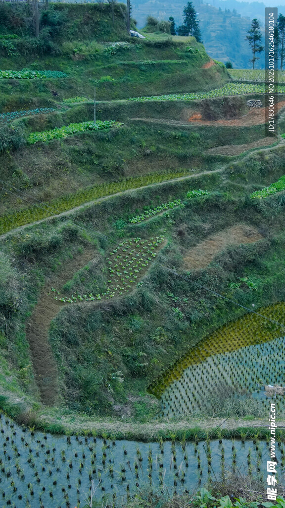 山间梯田美景