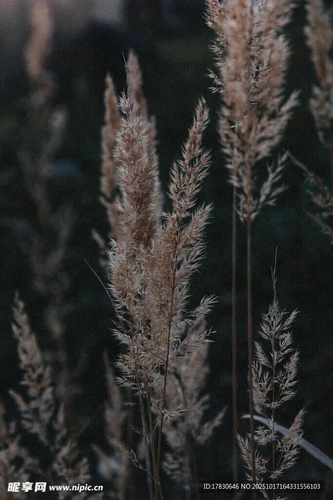风中摇曳的芦苇