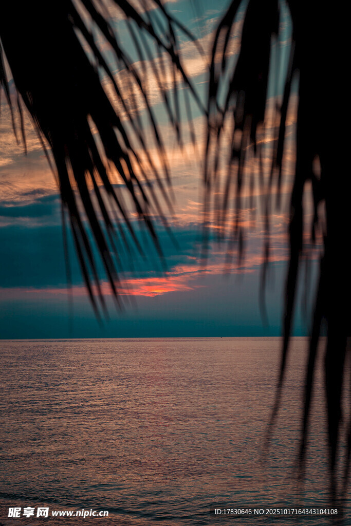 夕阳下的海滨椰影