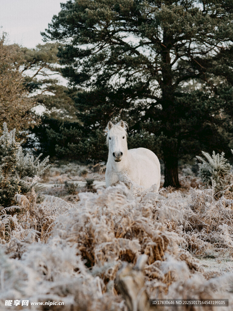 雪地中的白马