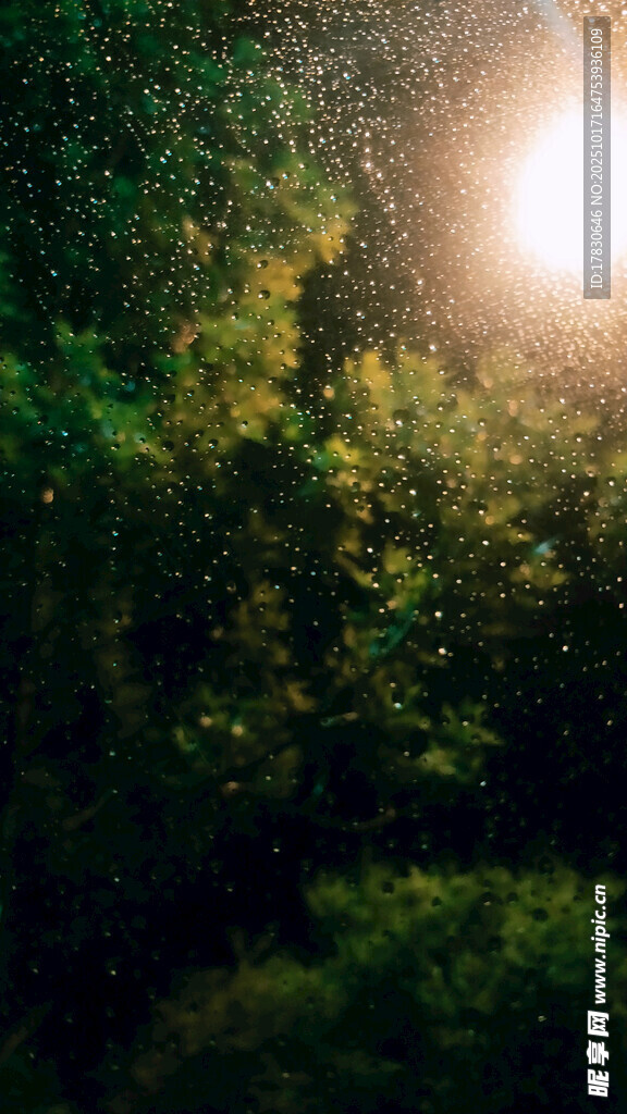 林间微光穿透茂密绿植
