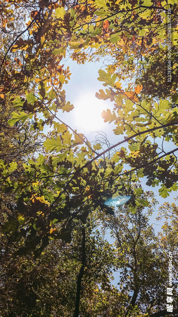 阳光透过树叶的林间美景