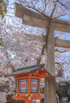 日式神社与烂漫樱花景致