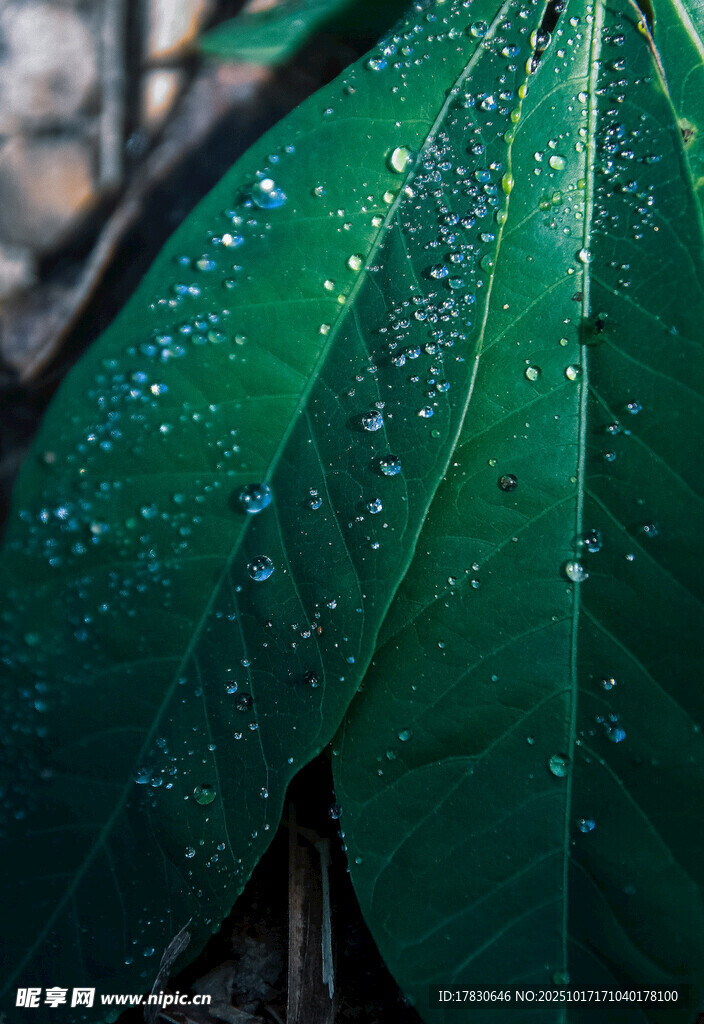 绿叶上的晶莹露珠