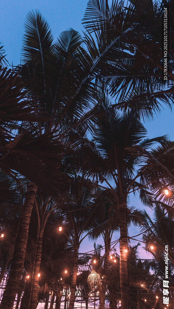 黄昏下的椰林夜景