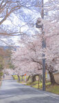 春日樱花路