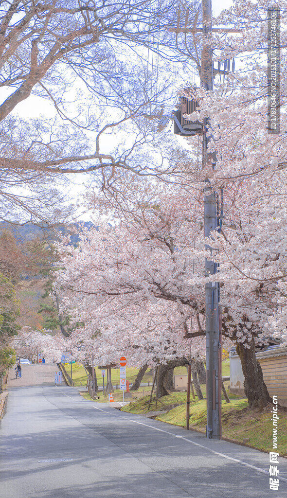 春日樱花路