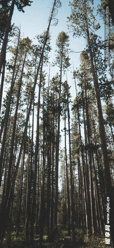 茂密树林景观