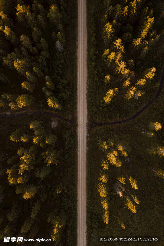 空中俯瞰金黄树林中的道路