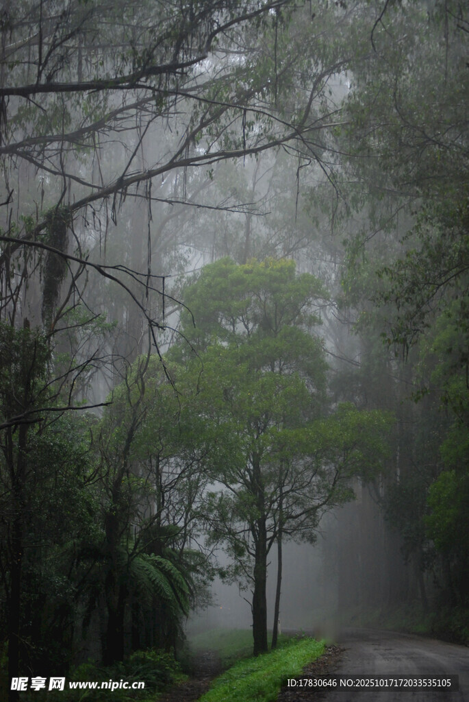 雾中幽径森林静谧之景