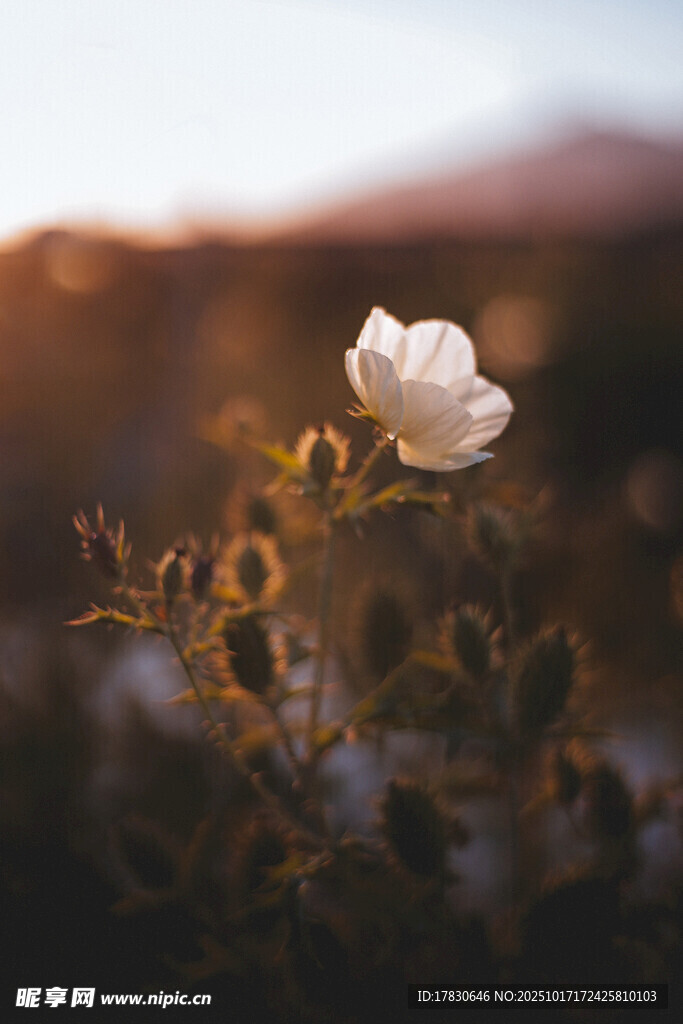 夕阳下的独朵白花