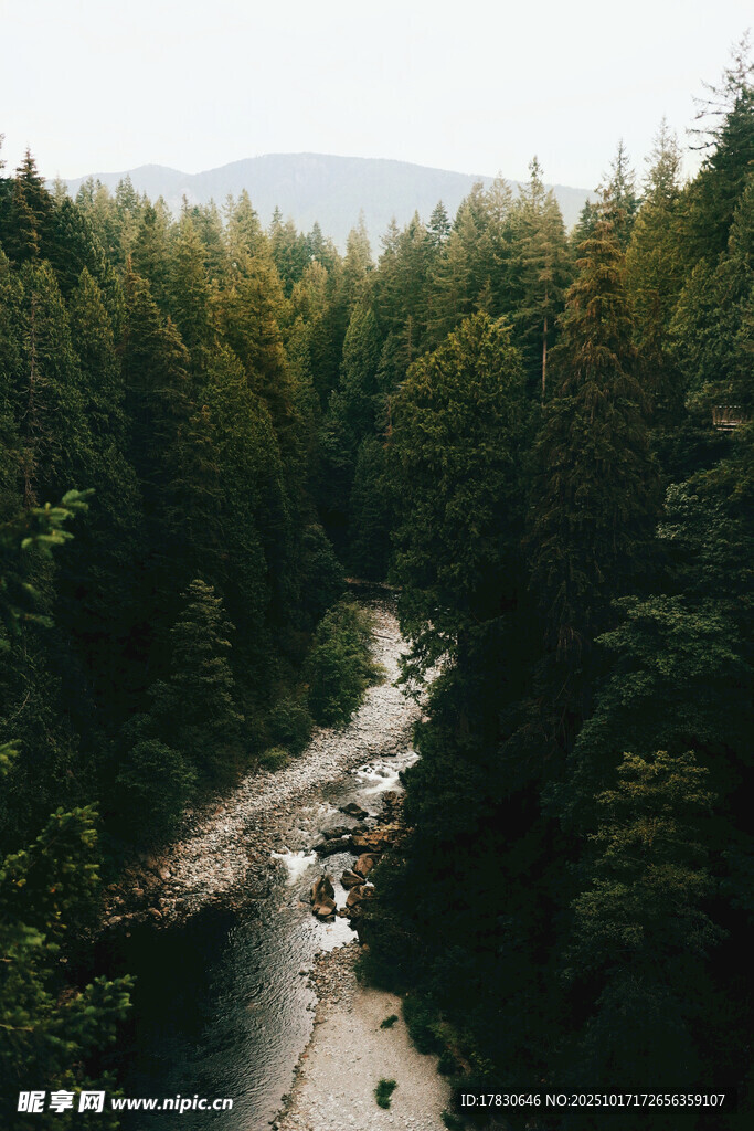 山间溪流穿林而过