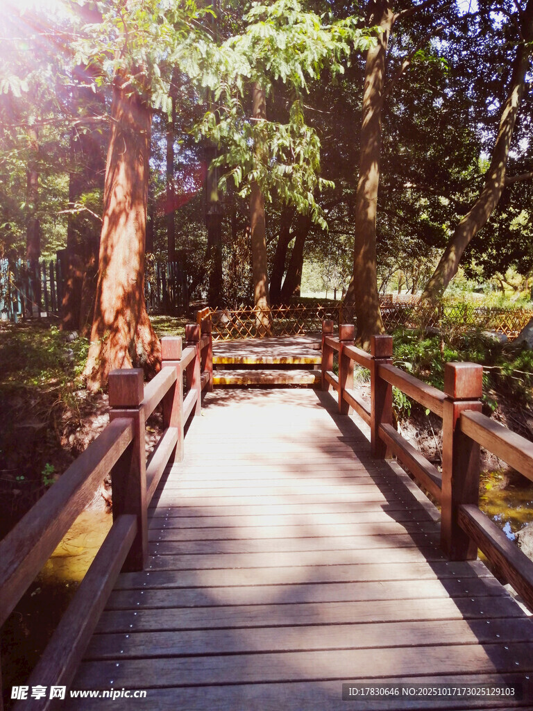 林间木栈道阳光洒幽径