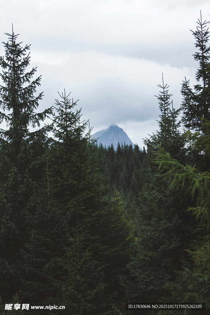 森林中隐约可见的山峰