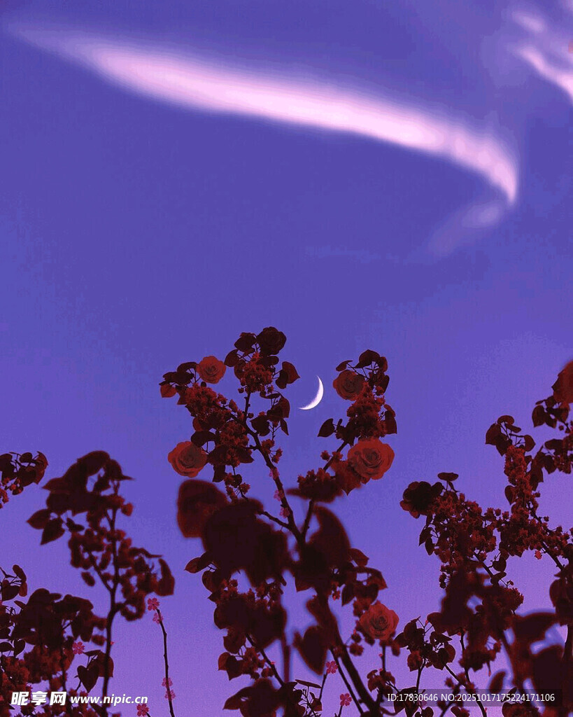 紫色天空下的植物剪影