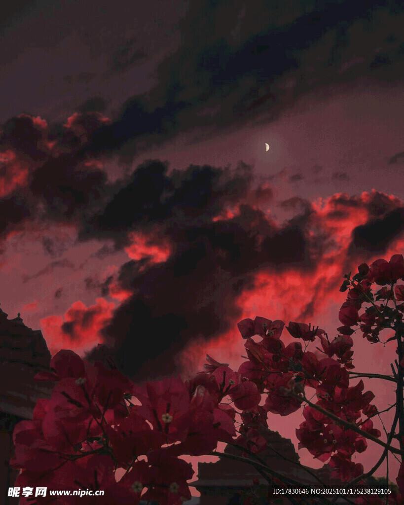 晚霞下的绚烂花丛