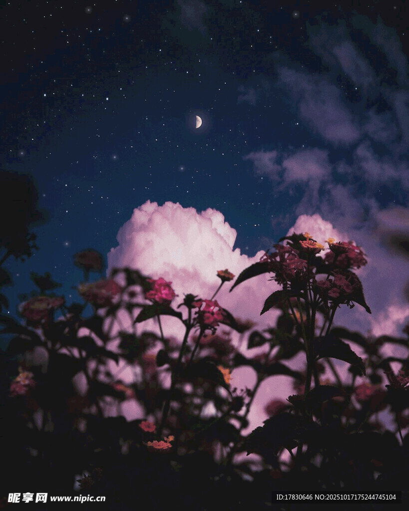 夜空下的花卉与梦幻云朵