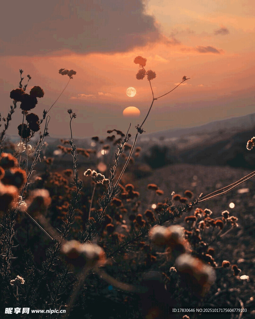 夕阳下的烂漫花草田野