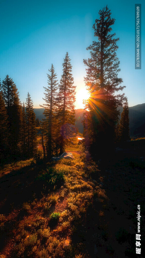 夕阳下的林间美景