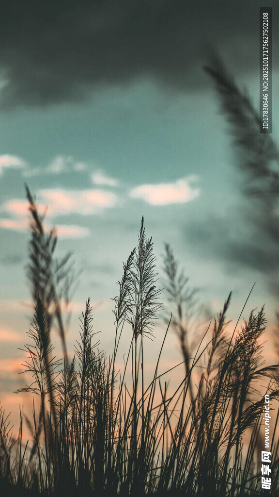 夕阳下的芦苇美景