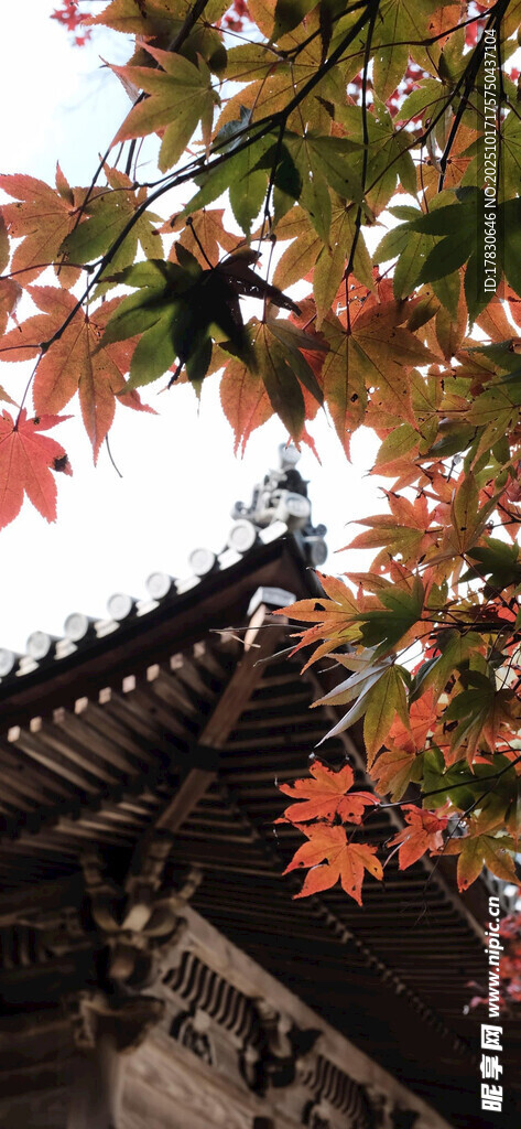古建旁的绚烂枫叶