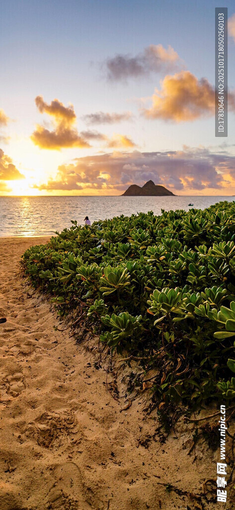 海滩日出美景绿植相伴