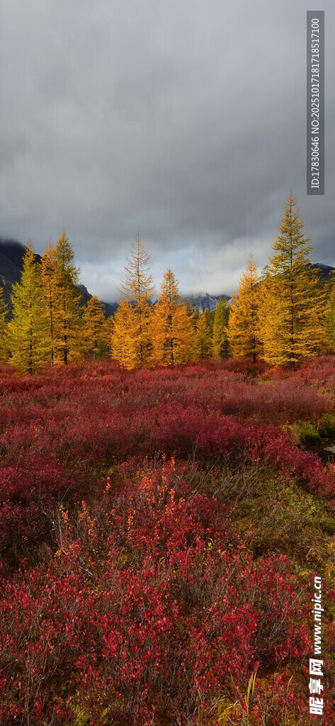 秋日山林绚烂美景