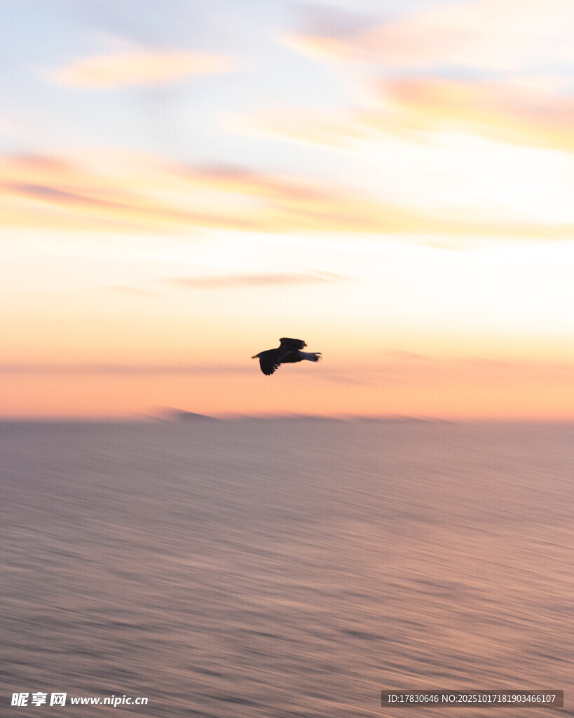 海上飞鸟伴夕阳美景
