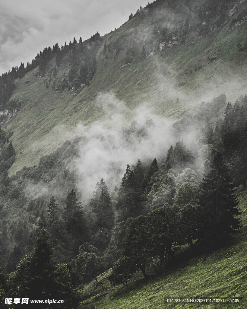 山间云雾缭绕的森林美景