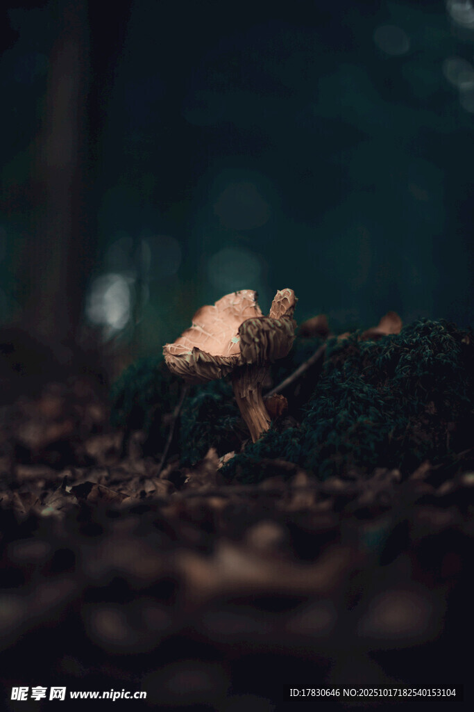森林中微光下的落叶景象