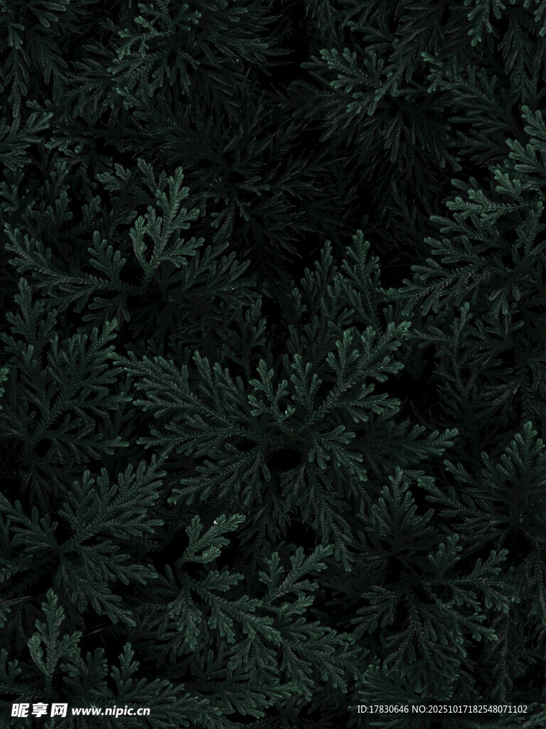 深绿蕨类植物纹理背景