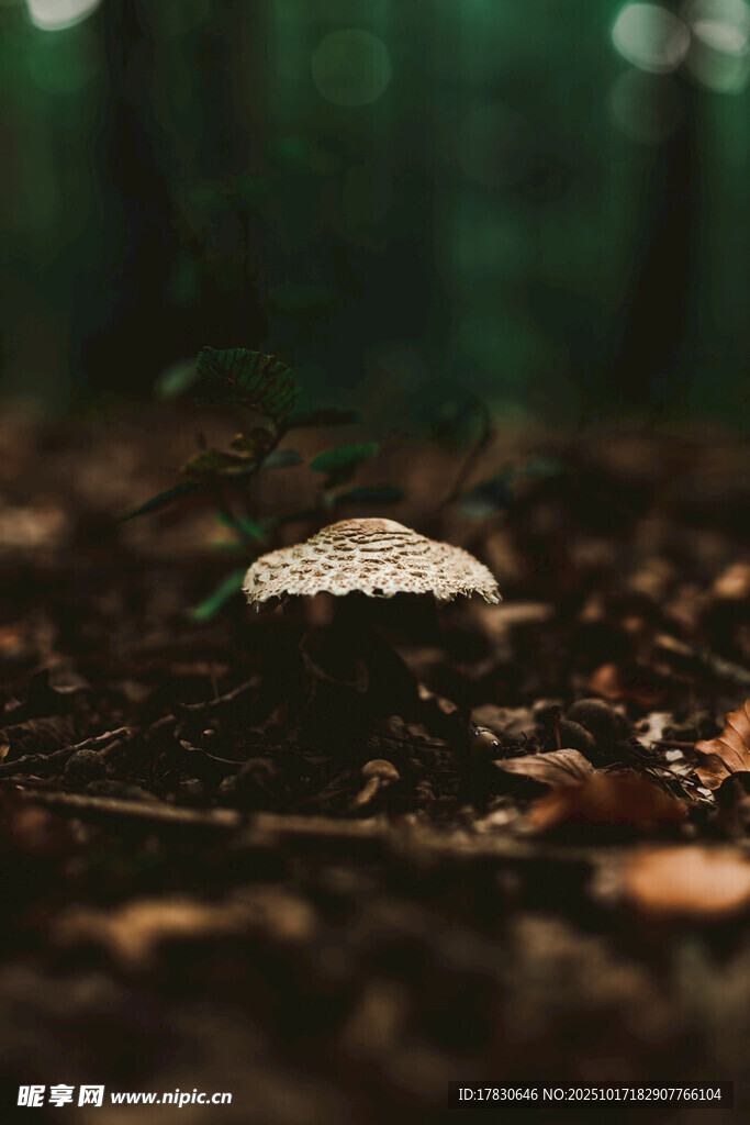 森林中独自生长的蘑菇