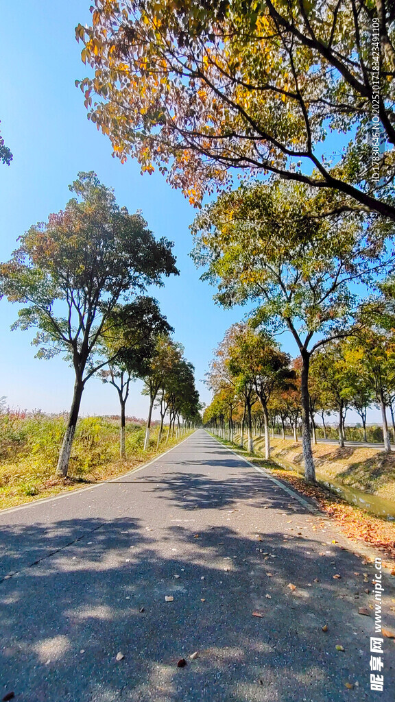 秋日林荫路