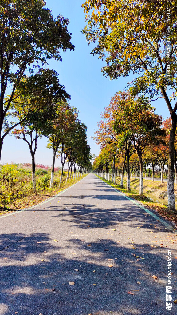 秋日林荫小路美景