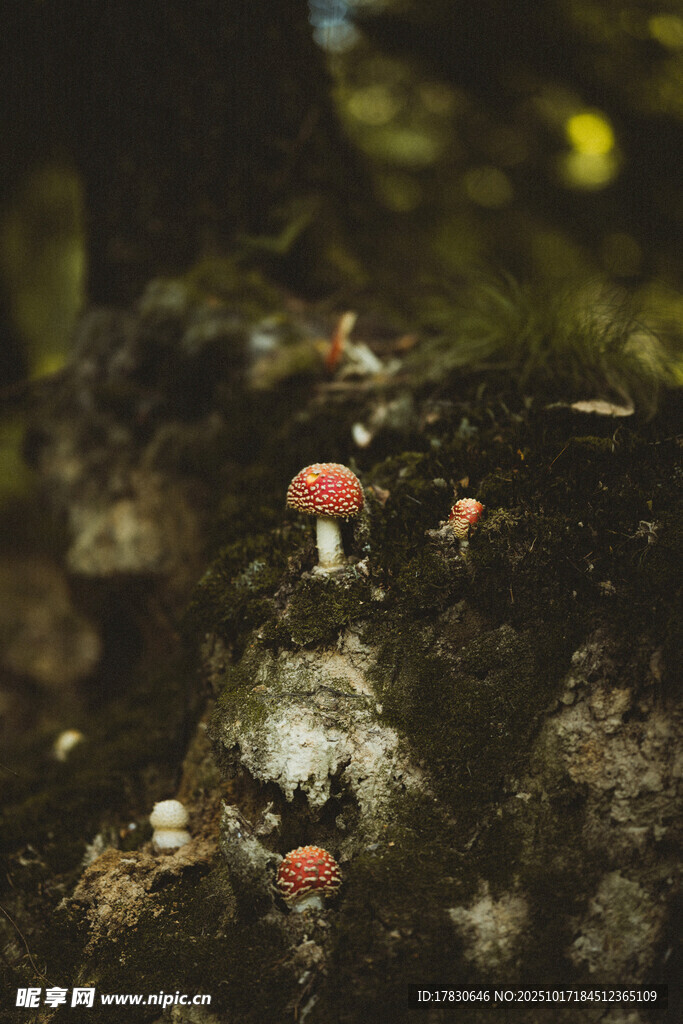 岩石上的红色小蘑菇