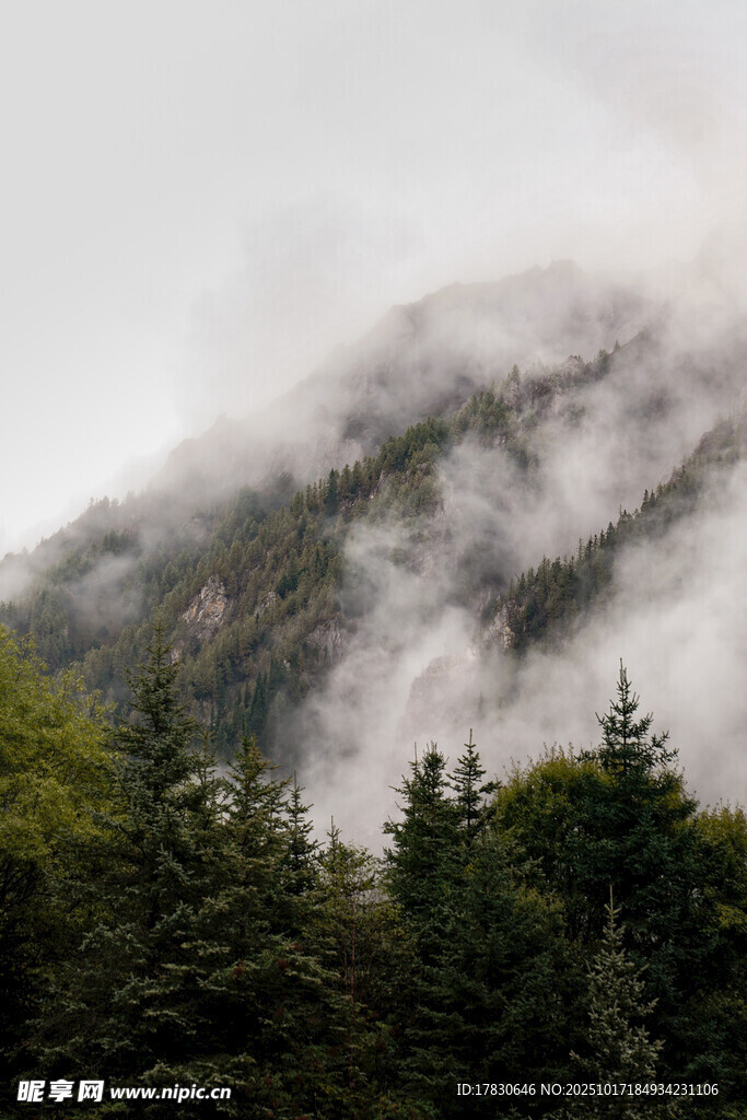 云雾缭绕的山林美景