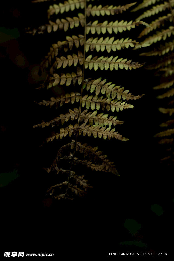 蕨类植物叶片特写