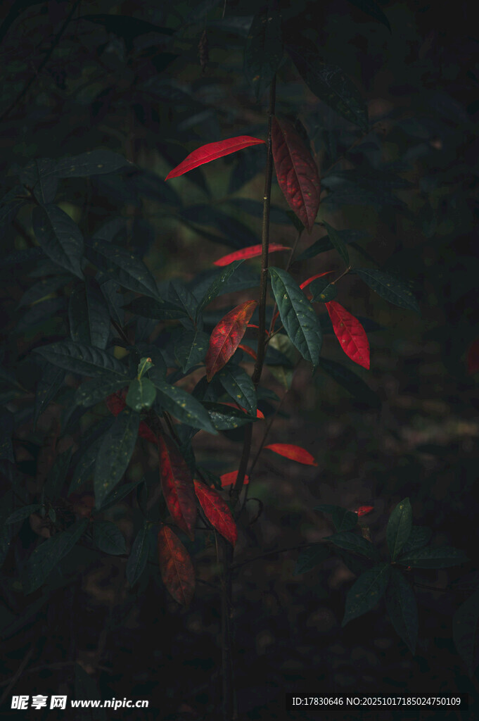 黑暗中鲜艳的红色植物
